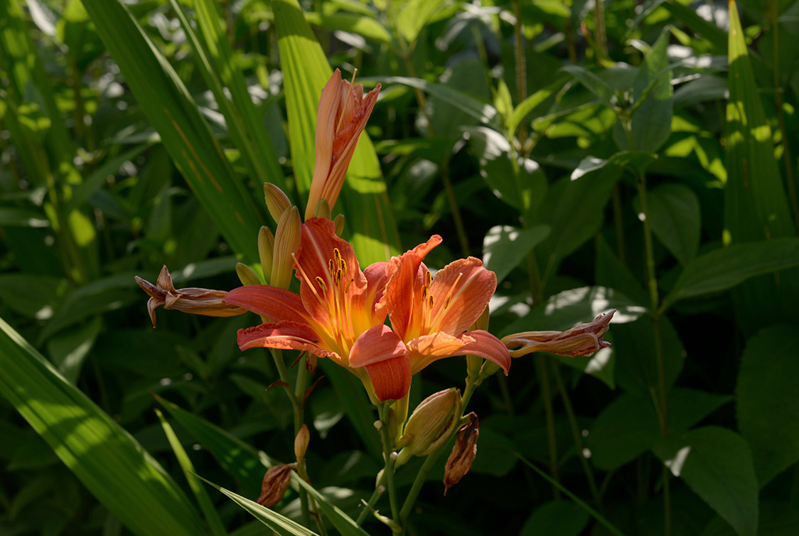 Flowers outside the Colour Format studio